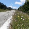 Mont Aigoual