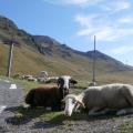 TOURMALET (4)
