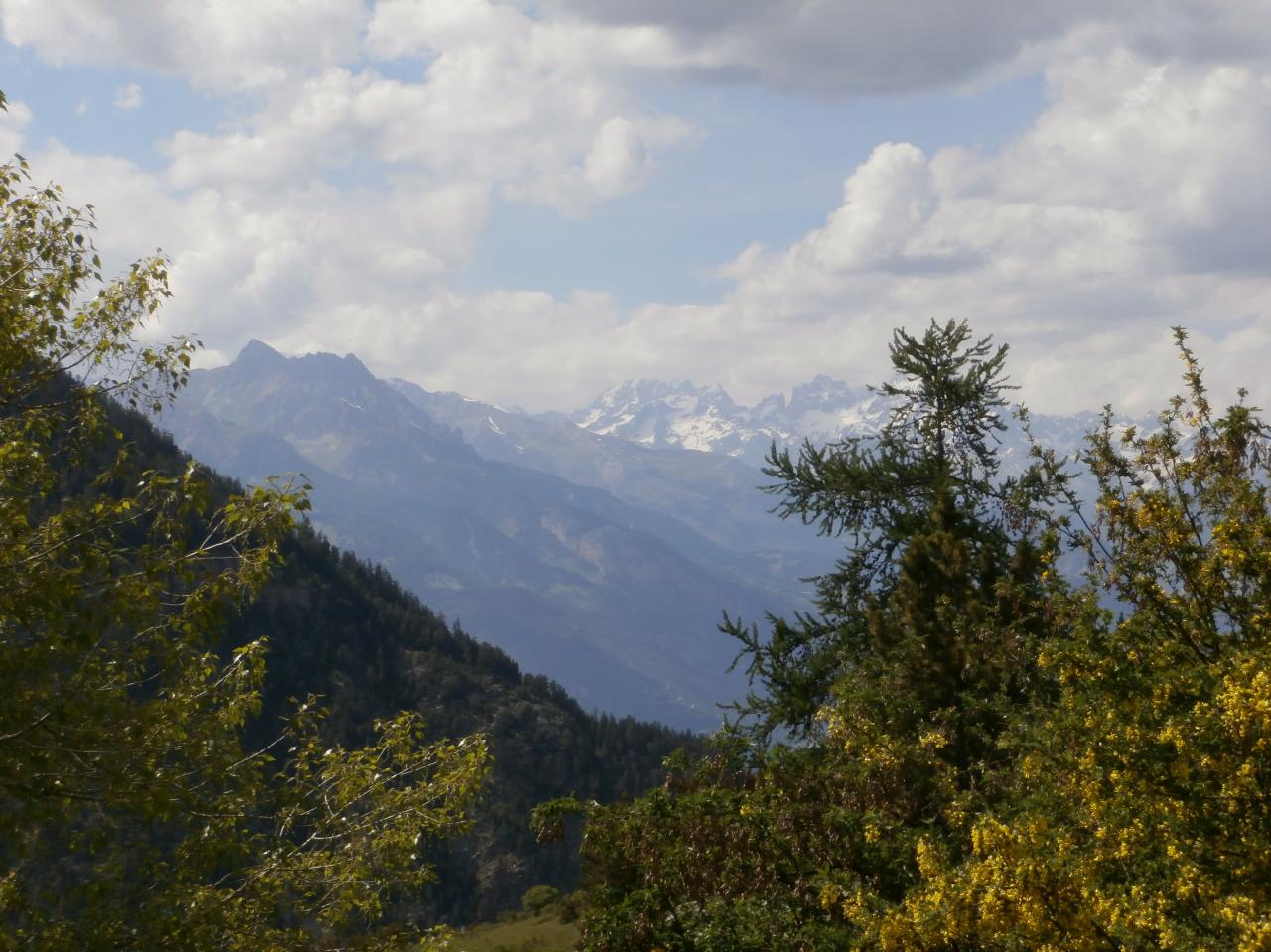 VARS (35)